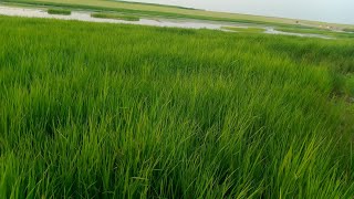 Download lagu ফসলের মাঠে মেঘনার তীরে। দেশের গান, রুনা লায়লা#deshersong #দেশেরগান