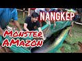 Pindahin Ikan Monster 100 Kg - Raksasa Air Tawar #Pirarucu #ArapaimanGigas #IkanRaksasa