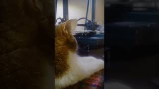 Teddy cat prints something