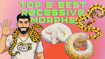 The Top 5 BEST Recessive Genes In Ball Pythons