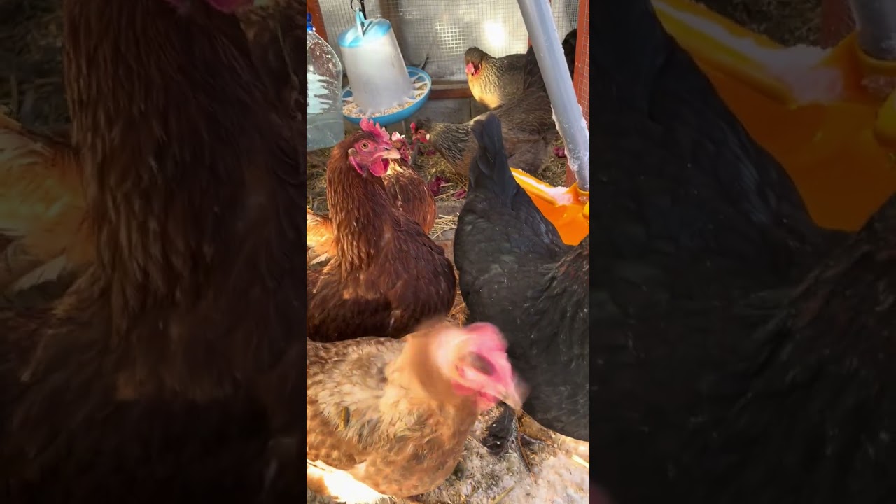 When You Let Everything Go Shorts Feedshorts Subscribe - YouTube Auto PHP Script