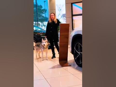 хаски бандит и бублик - YouTube