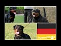 Diferencias entre el Rottweiler Americano y Rottweiler alemán | BetaDogs
