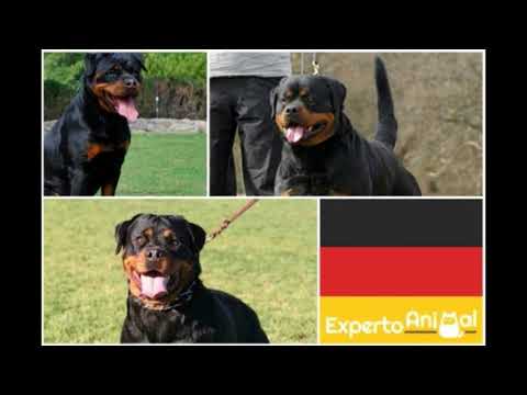 Diferencias entre el Rottweiler Americano y Rottweiler alemán | BetaDogs Tipos De Rottweiler - Características, Diferencias Y Temperamento