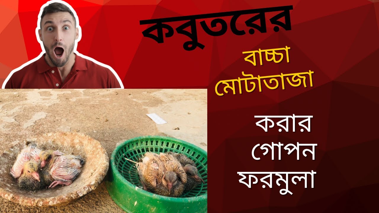 কবুতরের বাচ্চা দ্রুত মোটাতাজা করার জাদুকরী উপায় | How to grow pigeon's baby quickly