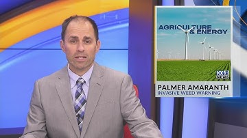 Ag & Energy: Palmer Amaranth
