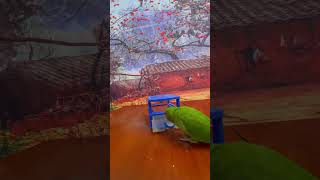 Bird Training  Smart Lovebird Parrot  Smart Little Cute Parrot #Training #Smartparrot #Cute