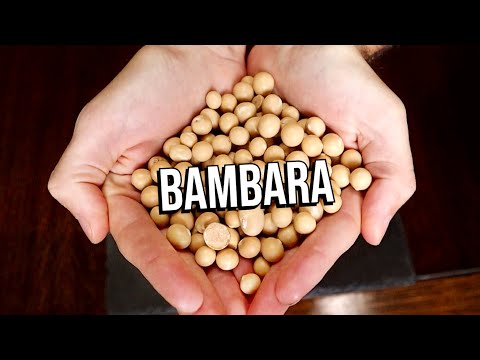 BAMBARA - A criminally underutilized bean.