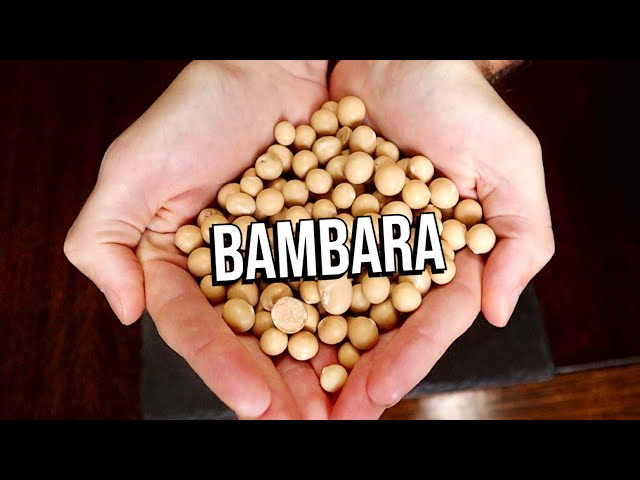 BAMBARA - A criminally underutilized bean. class=