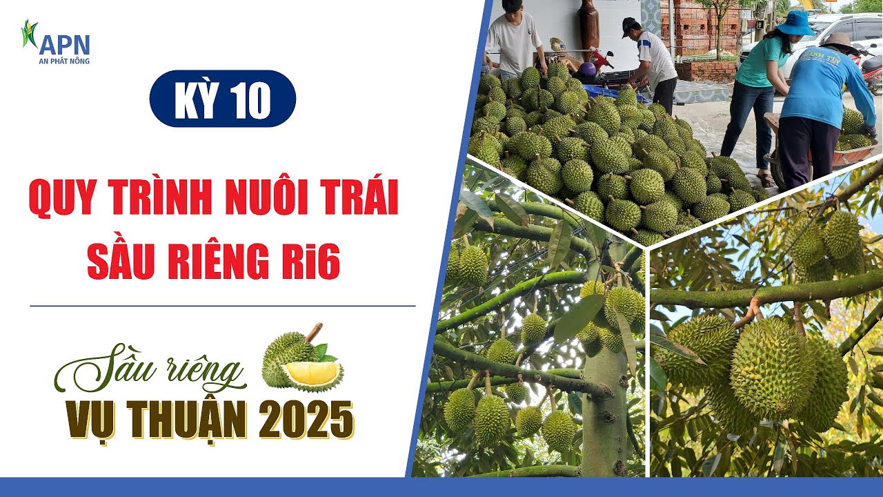 APN - QUY TRÌNH NUÔI TRÁI SẦU RIÊNG RI 6 | VỤ THUẬN 2025 #anphatnong #ri6 #nuoitraisaurieng