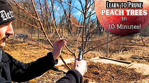 How to Prune a Peach Tree | Right to the POINT!