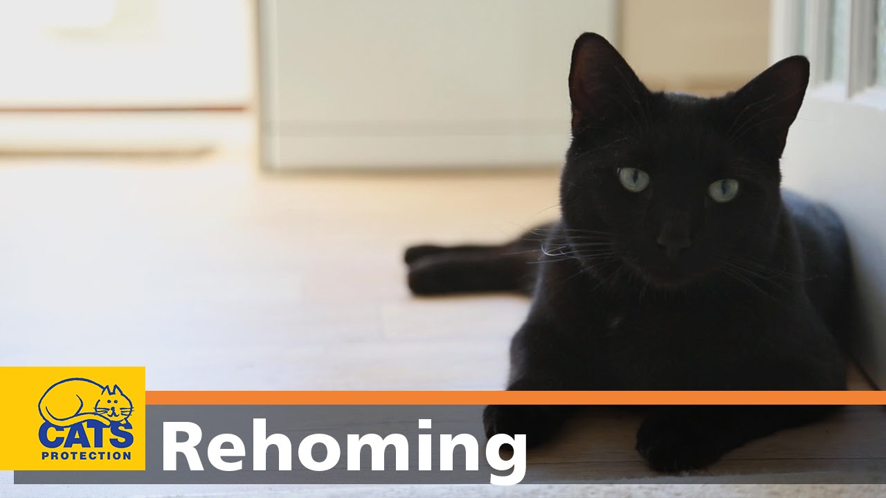 cat rehoming centres near me