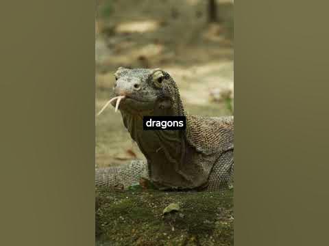 How Fast Can a Komodo Dragon Run? #shorts - YouTube