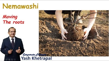 Nemawashi | Consensus Building l Japanese way of Consensus l Cooperation Among Colleagues