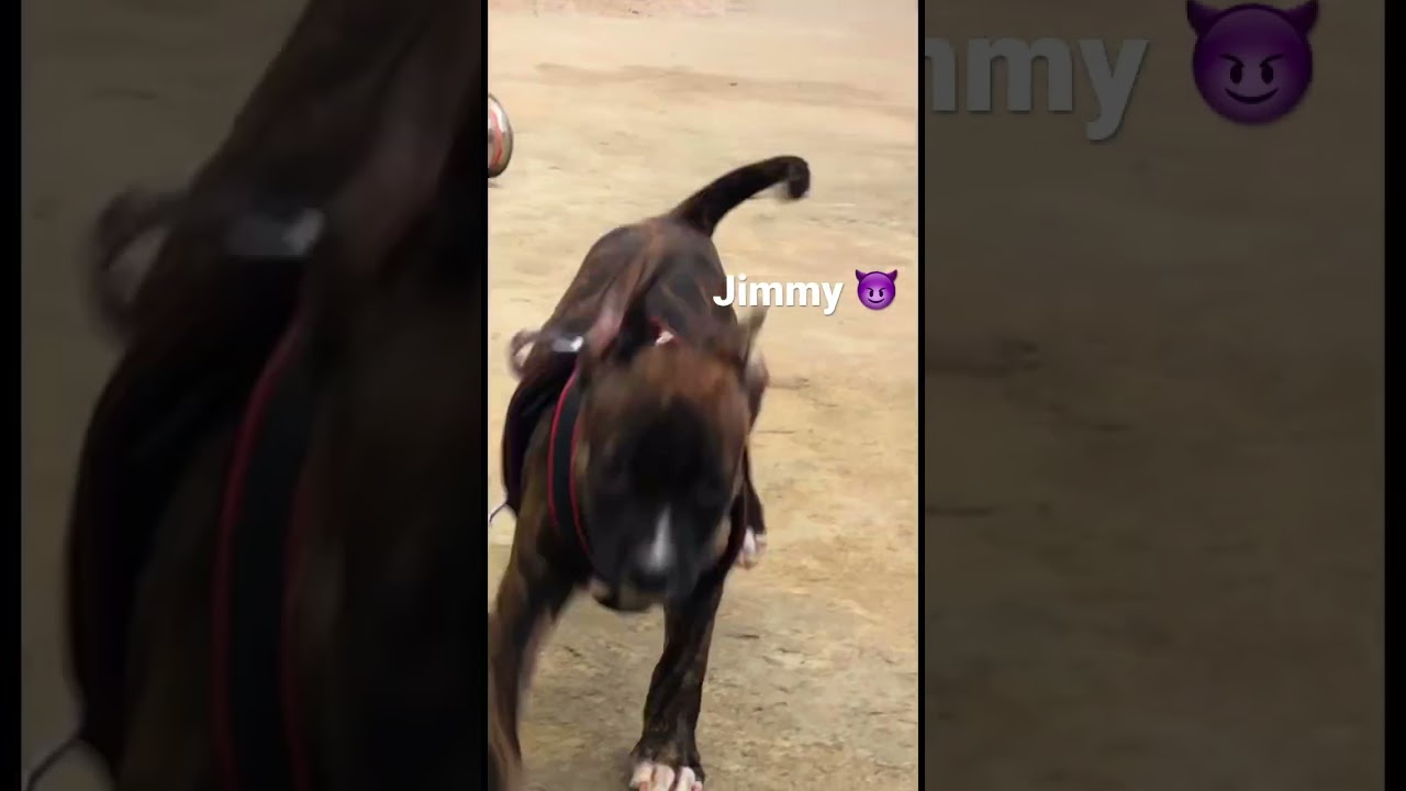 Jimmy pitbull dog 