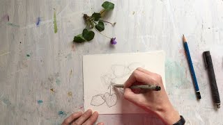 Step by step botanical drawing