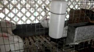 Selling and Marketing Rabbits