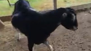 Musical Goats in House of Pi