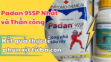 Padan 95SP và Thần công, thuốc đặc trị sâu đục thân trên lúa hiệu quả