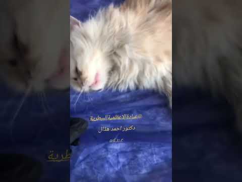 قطط عيادة الاعظمية البيطرية بغداد بيطري  طاعون علاج بيطري دكتور العراق الاعظمية