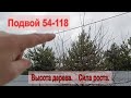 ПОДВОЙ ЯБЛОНИ 54-118. Высота дерева, сила роста