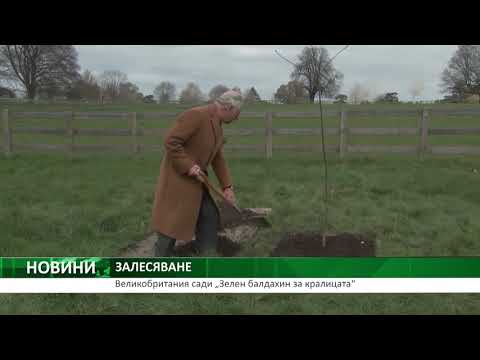 Видео: Къде е балдахинът на едно дърво?