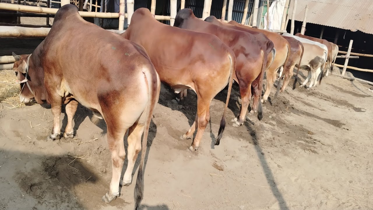 সাগরিকা গরু বাজার ১৬ জানুয়ারি ২০২৬।