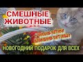 СЛАБОНЕРВНЫМ НЕ СМОТРЕТЬ🎊