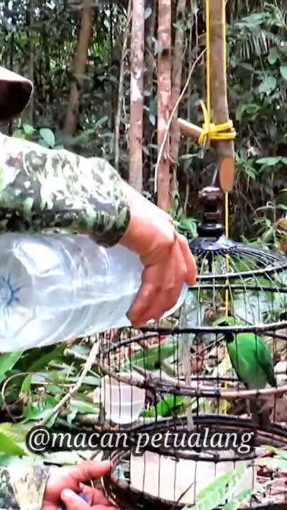MEMIKAT BURUNG CUCAK IJO DI HUTAN SUMATRA#cucakijo #cucakranting #kicaumania #sorts #video