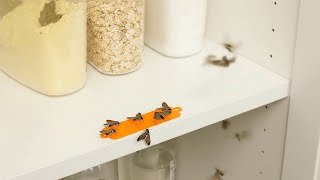Stick a bandage with five drops and pantry moths disappear. This trick saved my pantry