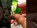 Sawad Candy 💚 #viral #viralvideo #viralshorts #ytshorts #youtubeshorts #jellyjungle