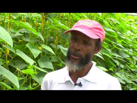 Belle Vue Farmers’ Cooperative, St. Lucia