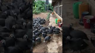 Awesome Guinea Fowl Farm in Ghana #shorts #guineafowl