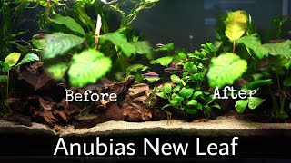 Planted Aquarium. Anubias BLOOMS a New Leaf in the Planted Tank.