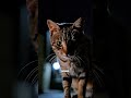 “Jangan Scroll… Lihat Kucing Ini Sendiri di Ketinggian 😭”