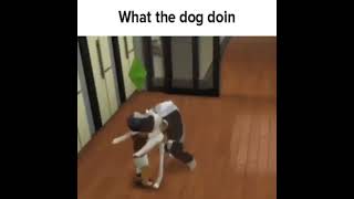 What the dog doin