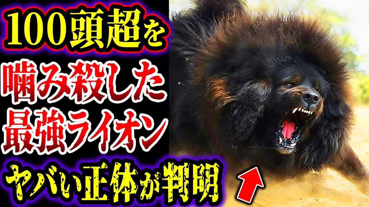 【ゆっくり解説】１００頭以上のライオンを打ち倒した天上天下唯我独尊のライオン集団…調査の結果がヤバい…!!!【最強生物】