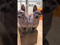 Hidden Problems With Hairless Cats😱🤔#shortsfeed #pets #animals #shorts #cat #catlife #petlover#viral