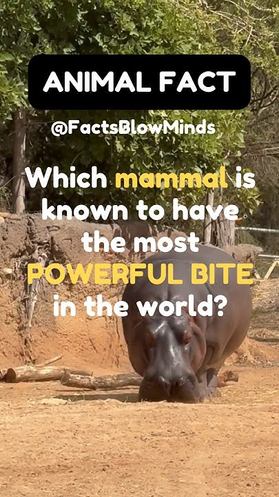 Which MAMMAL Is The MOST POWERFUL BITE In The World Animal Fact which-mammal-is-the-most-powerful-bite-in-the-world-animal-fact