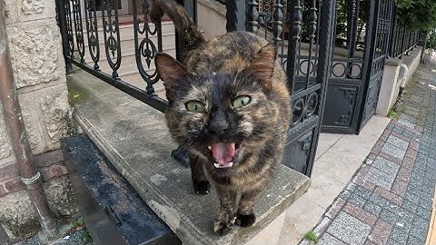 I Meet A Stray Cat With WAY too much to say