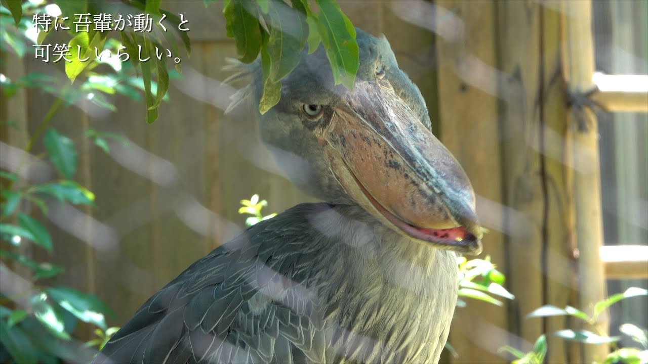 上野のハシビロコウ】吾輩は鳥である2 人に笑われた時の上策とは