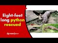 Eight-feet long python that swallowed dog rescued in Kerala