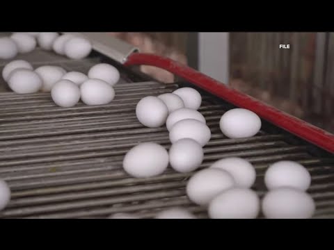 Bird flu and winter storms create egg scarcity, leaving shelves bare Bird flu and winter storms create egg scarcity, leaving shelves bare