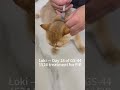 Loki is a very brave little cat. #fip #cat #gs441524 #cathealth #fipwarrior