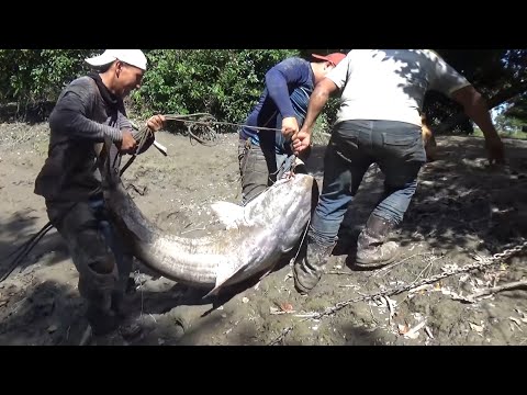 Video: Peces mutantes en nuestros ríos