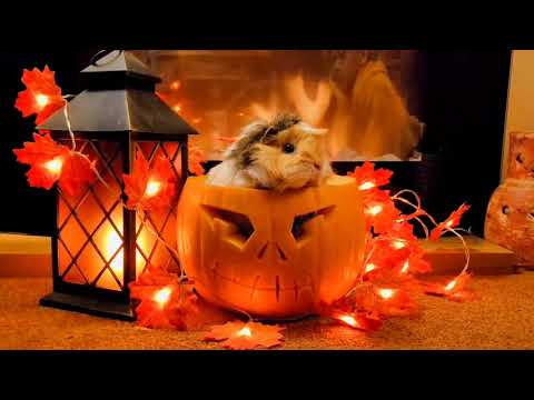 An old Halloween video from my Tiktok #guineapig 