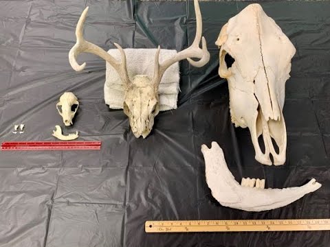 Animal Bones Identification and Exploration - YouTube