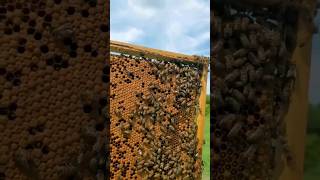 Couvain d’abeilles mellifères avec activité ???تربية النحل للمبتدئين ??