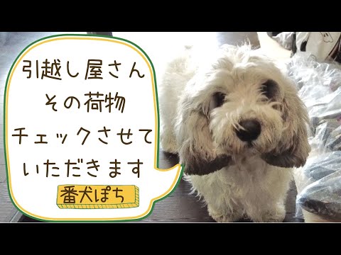 【番犬】我が家の安全を守り続けるプチバセのぽち