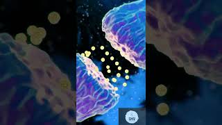 Synaptic signaling 👨‍🔬🧬🧬⚕️